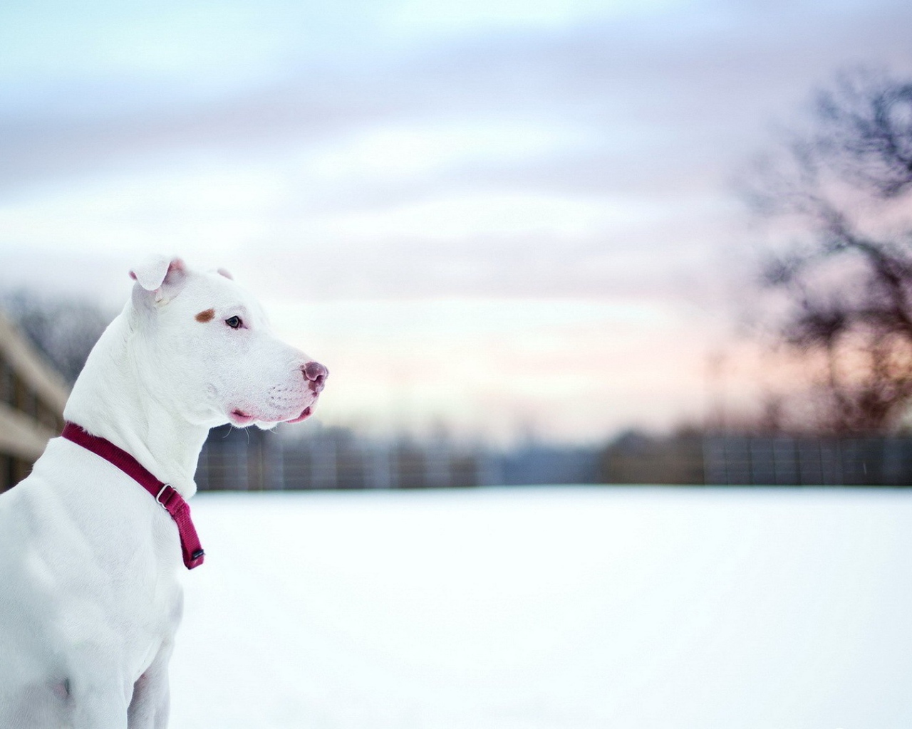 Белый питбуль на снегу