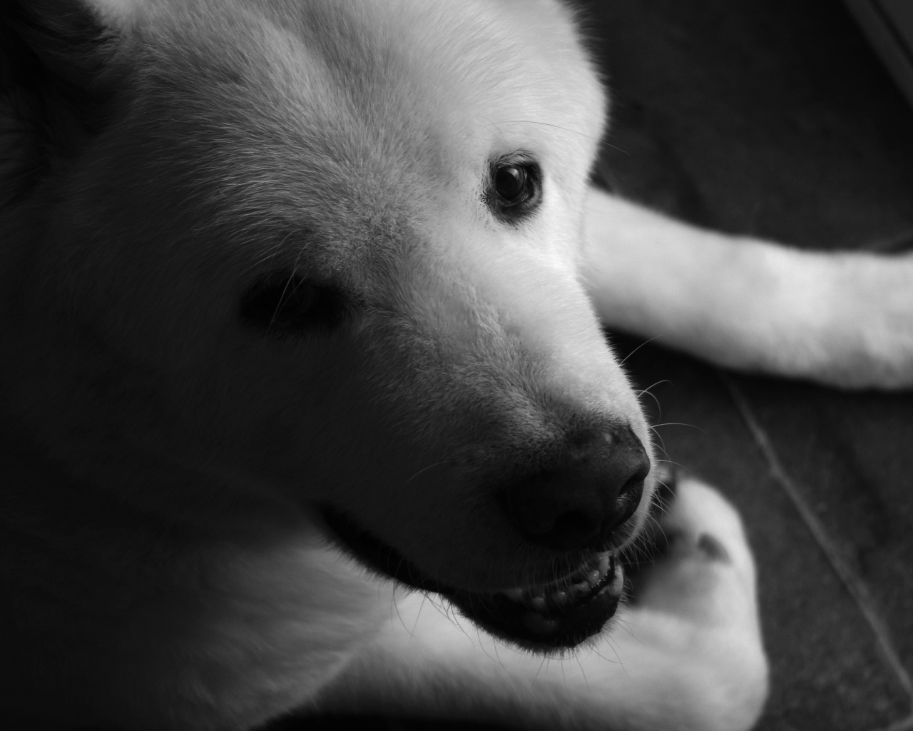 Белый щенок американской акиты