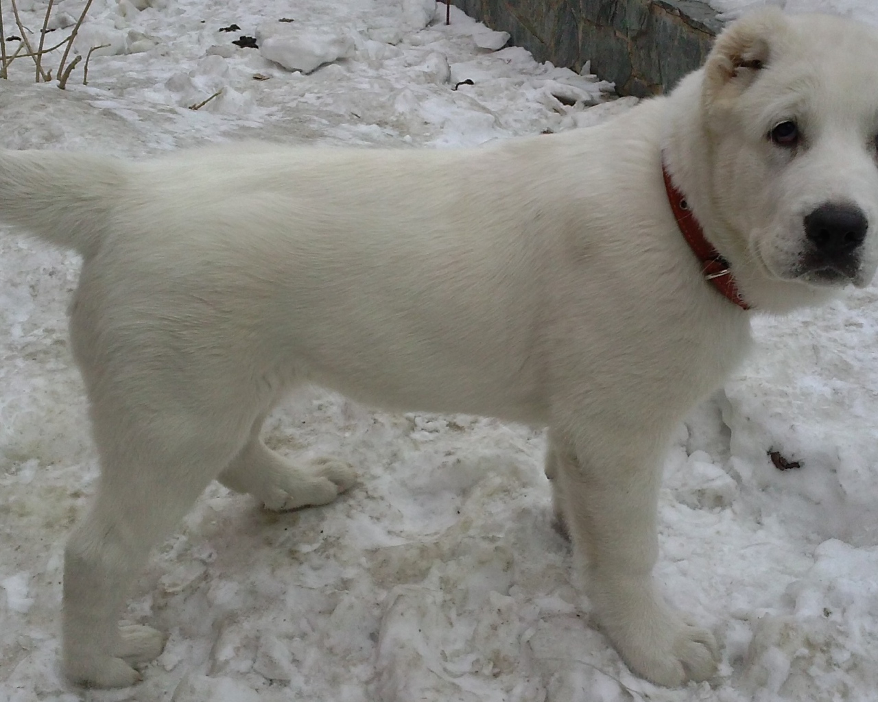 Белый щенок алабая