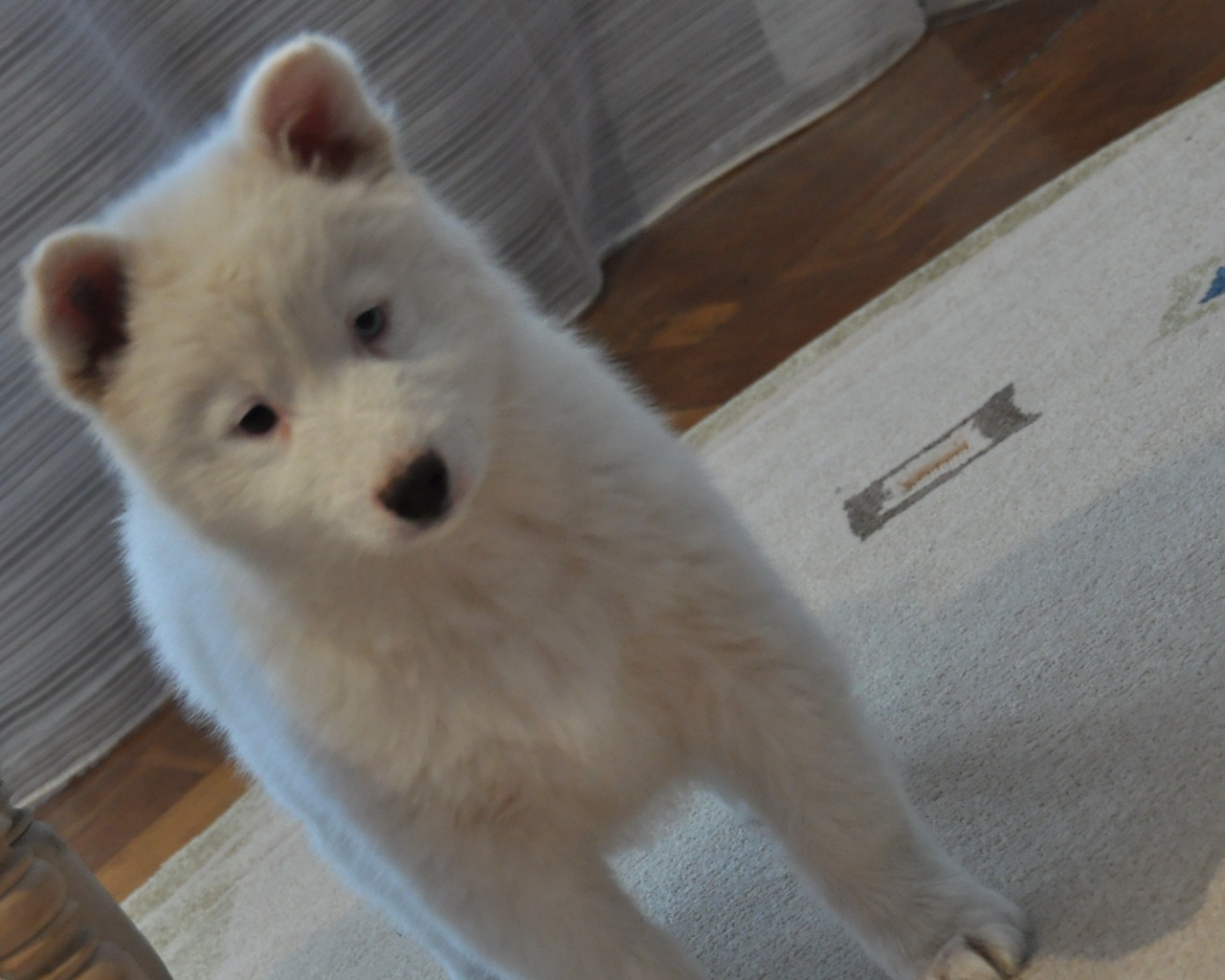 Белый щенок лайки