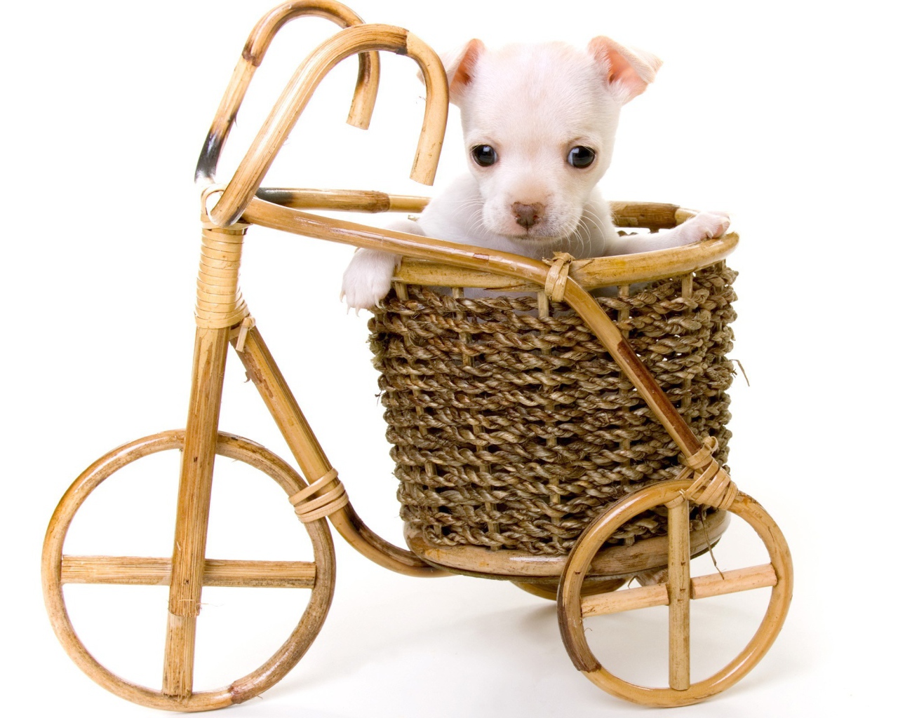 Белый щенок в корзине