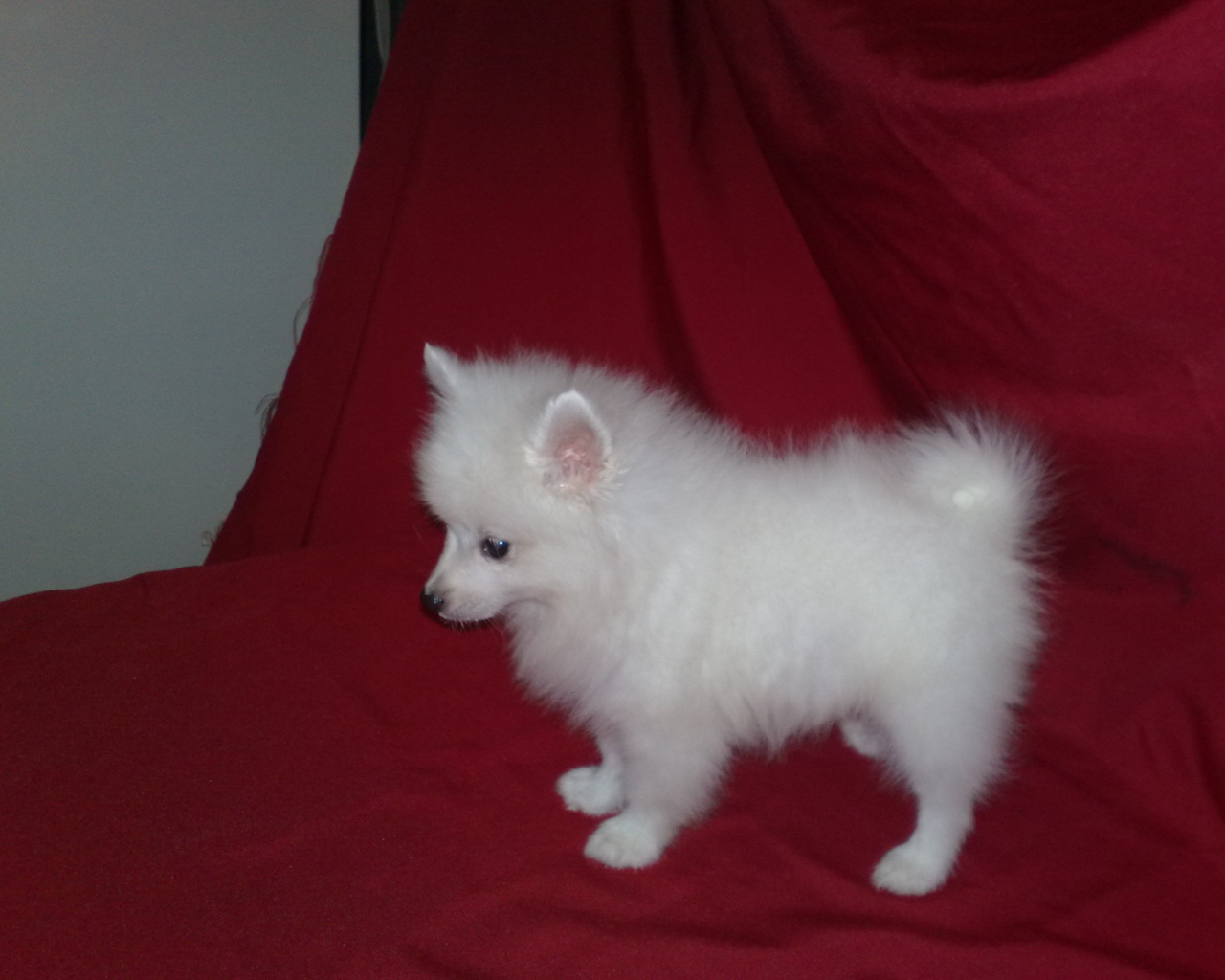 Щенок белого шпица