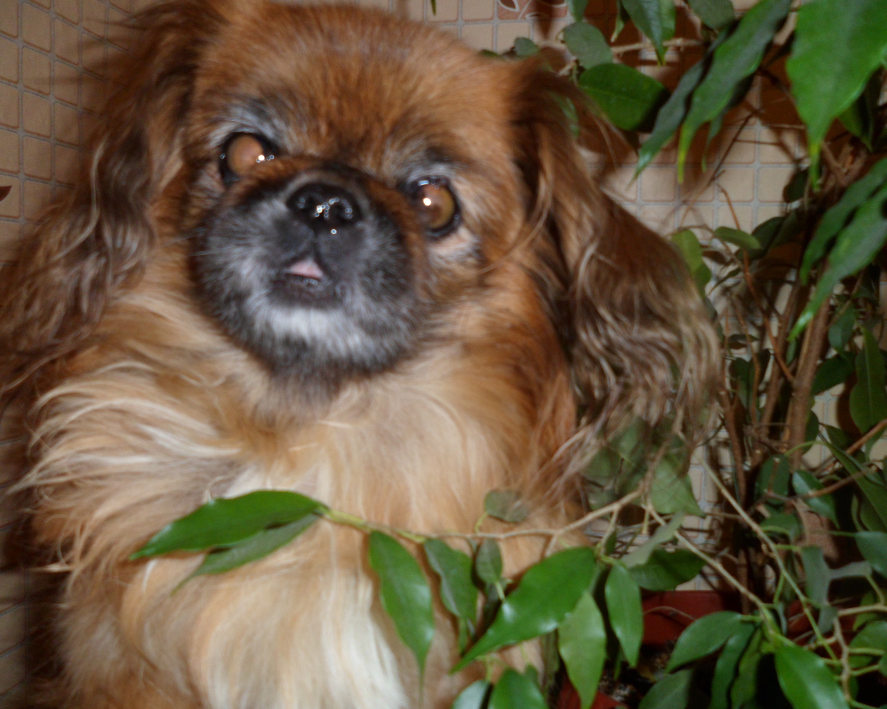 Безумный взгляд пекинеса