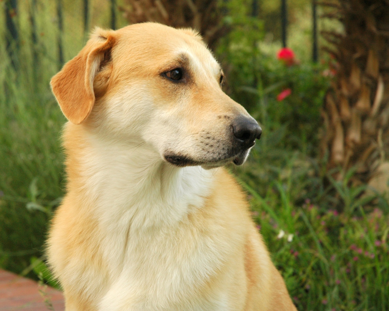 Желтый пес чинук