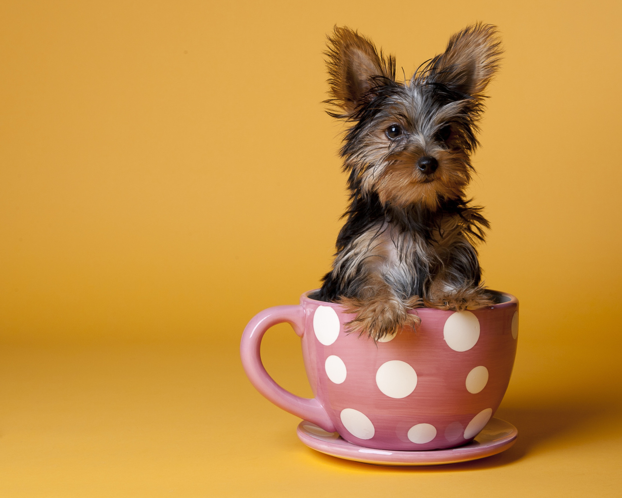Йоркширский терьер в чашке