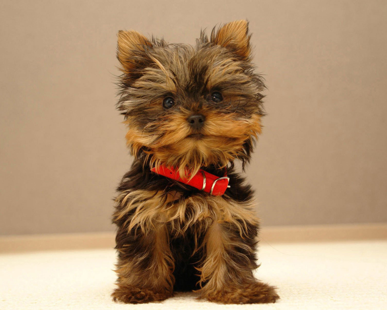 Щенок йоркширского терьера