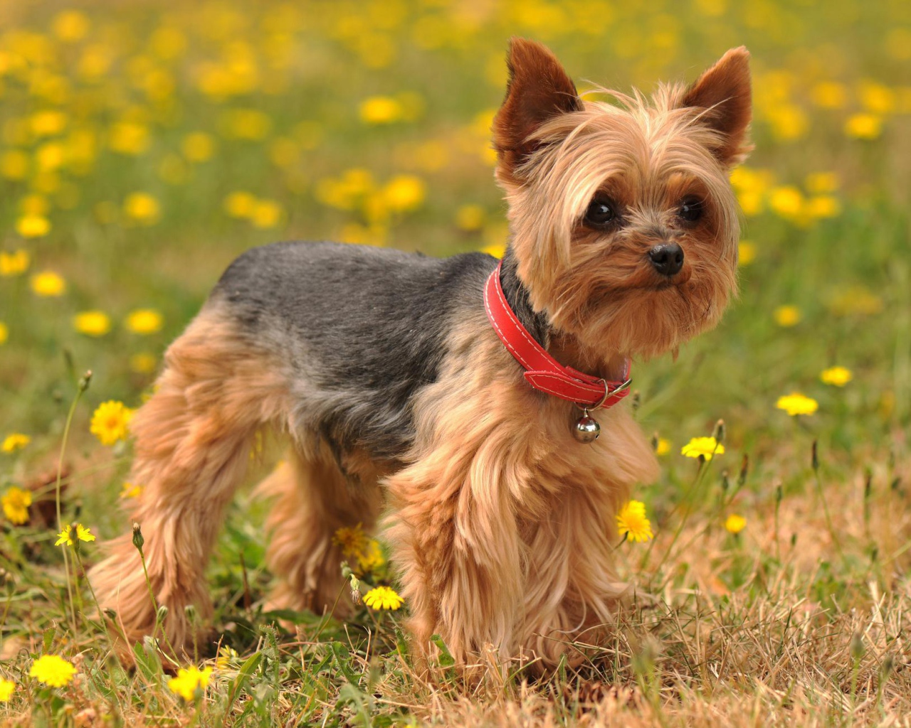 Йоркширский терьер на лугу