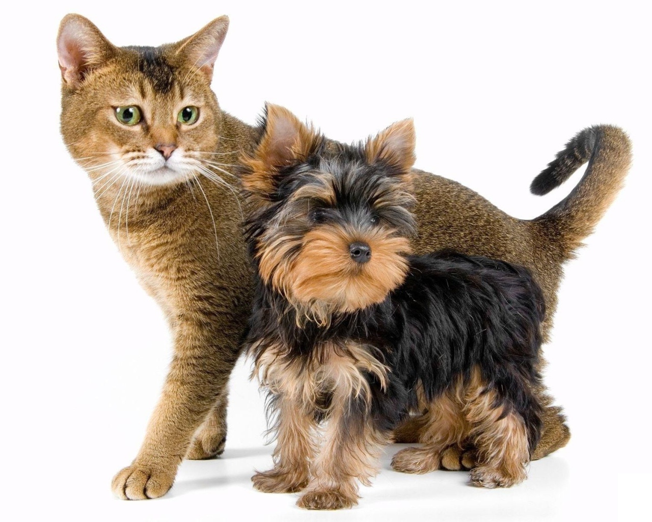 Йоркширский терьер рядом с котом