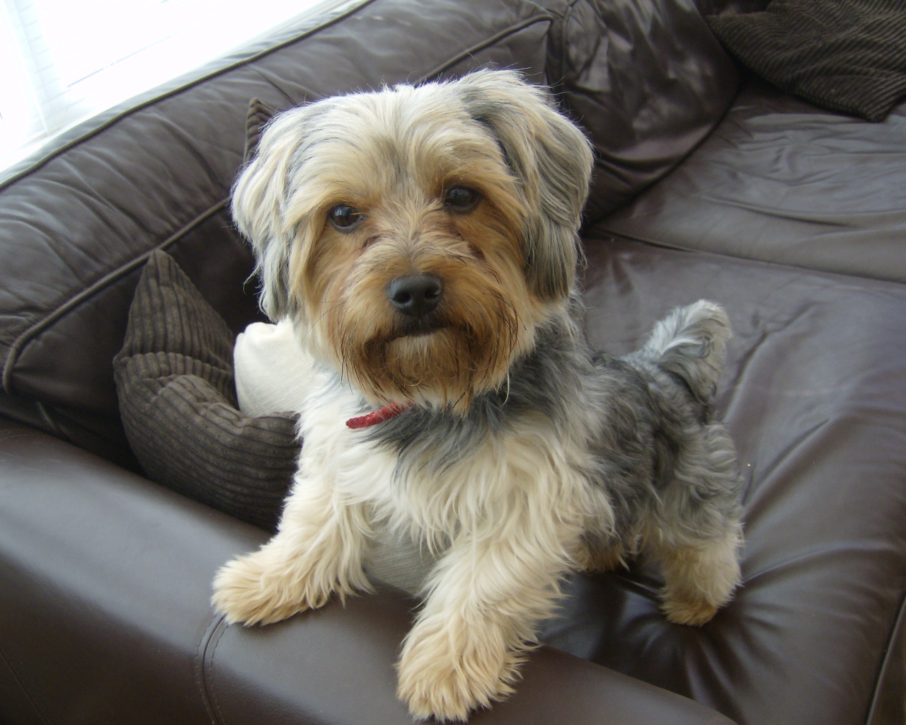 Йоркширский терьер на диване