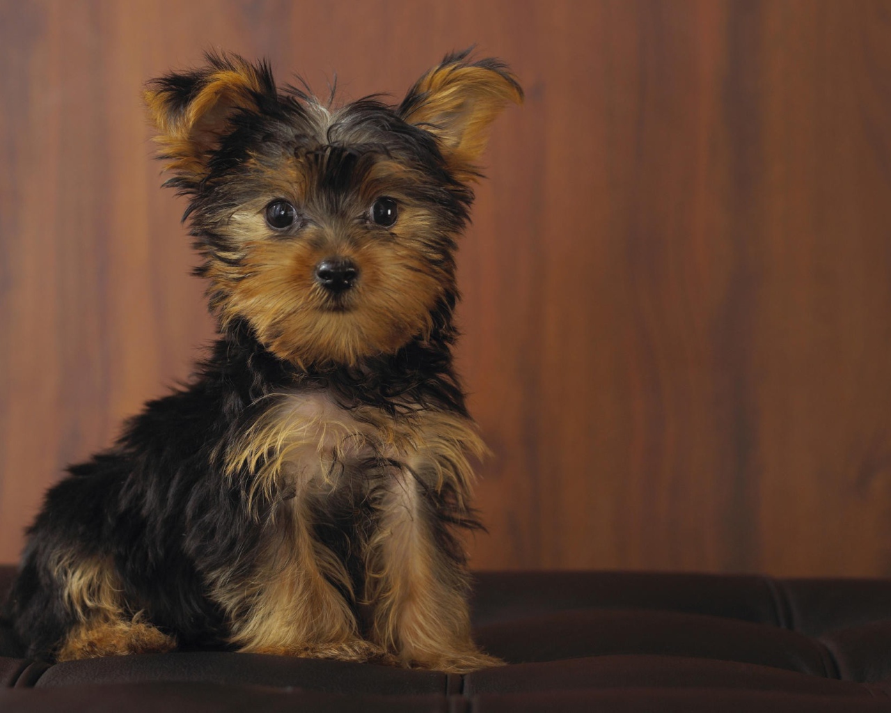 Йоркширский терьер позирует