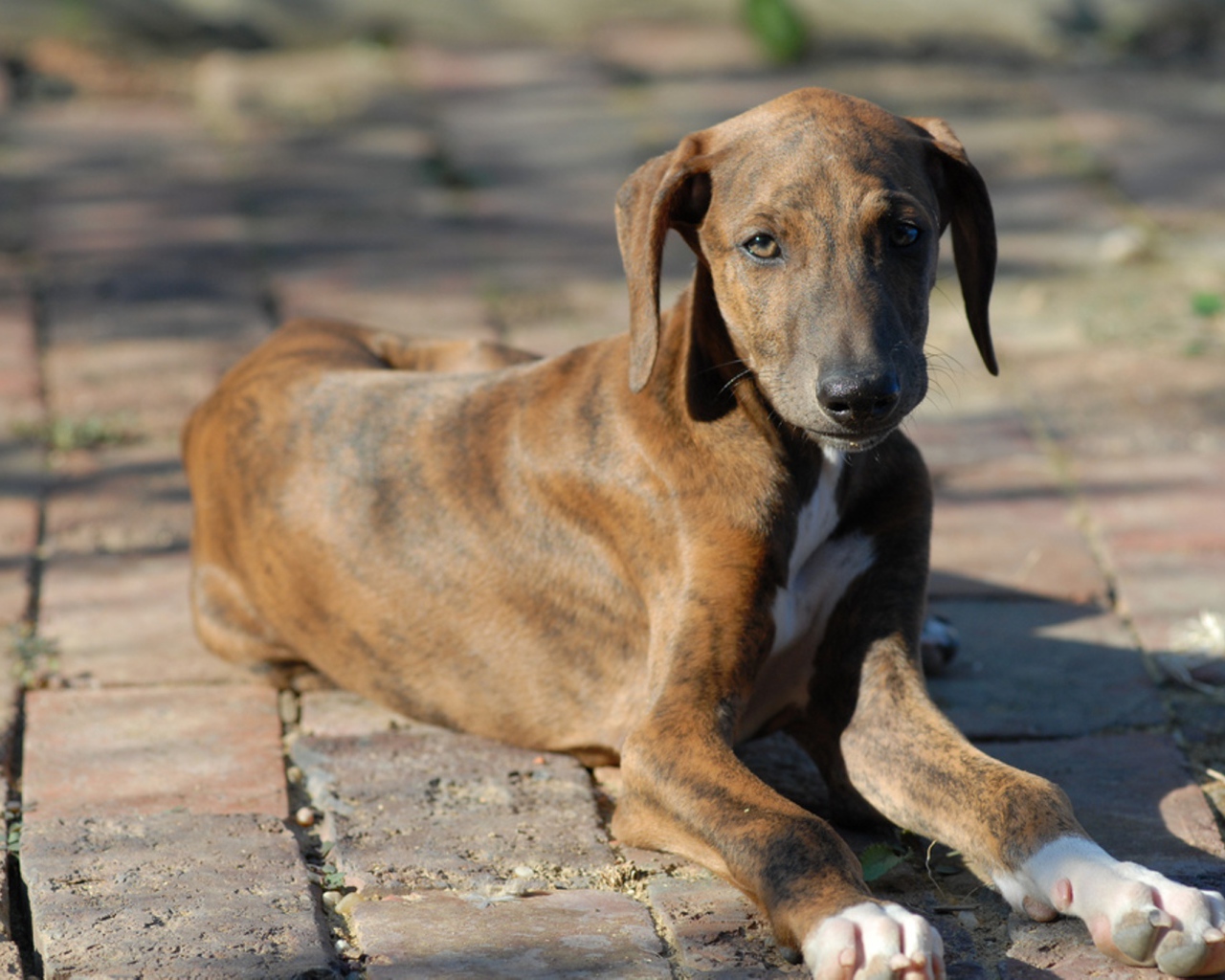 Молодой пес азавак