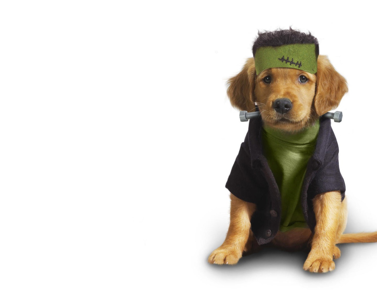 Собака в одежде