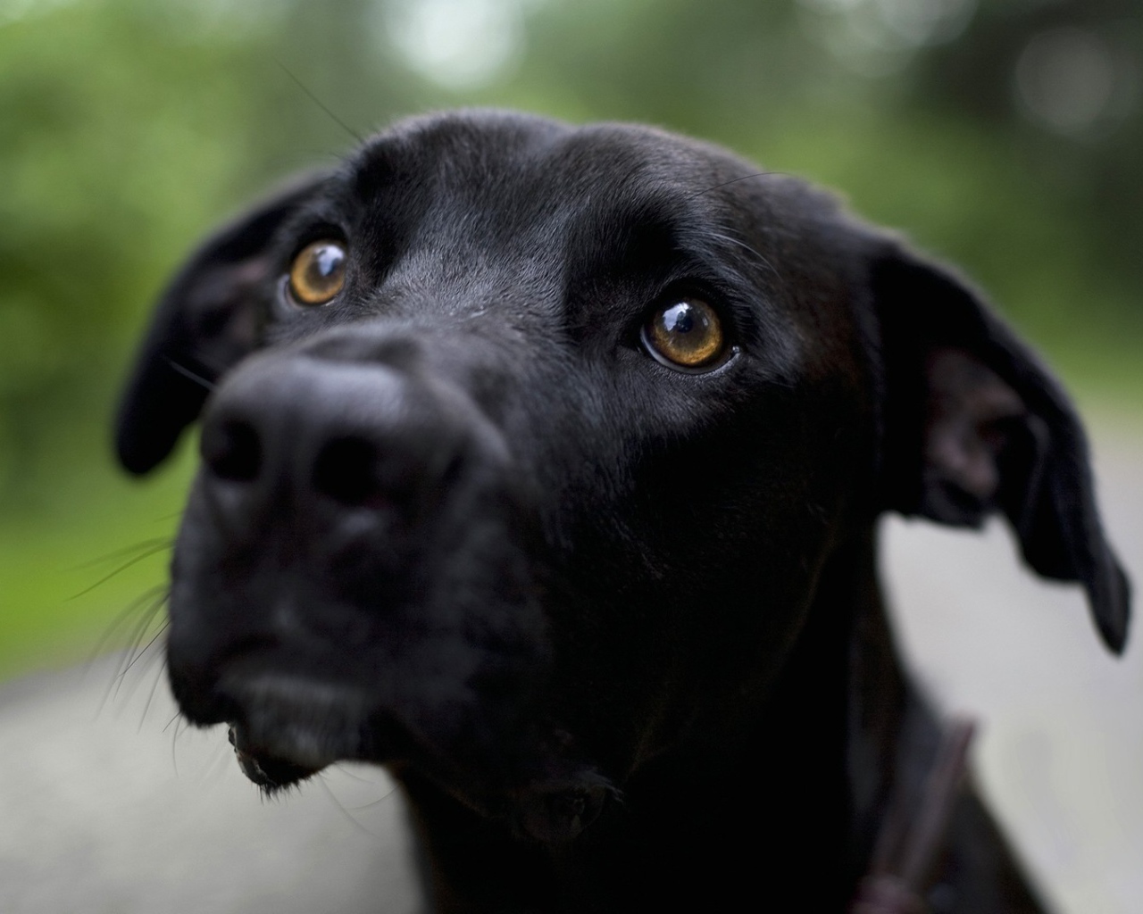 Грустная черная собака