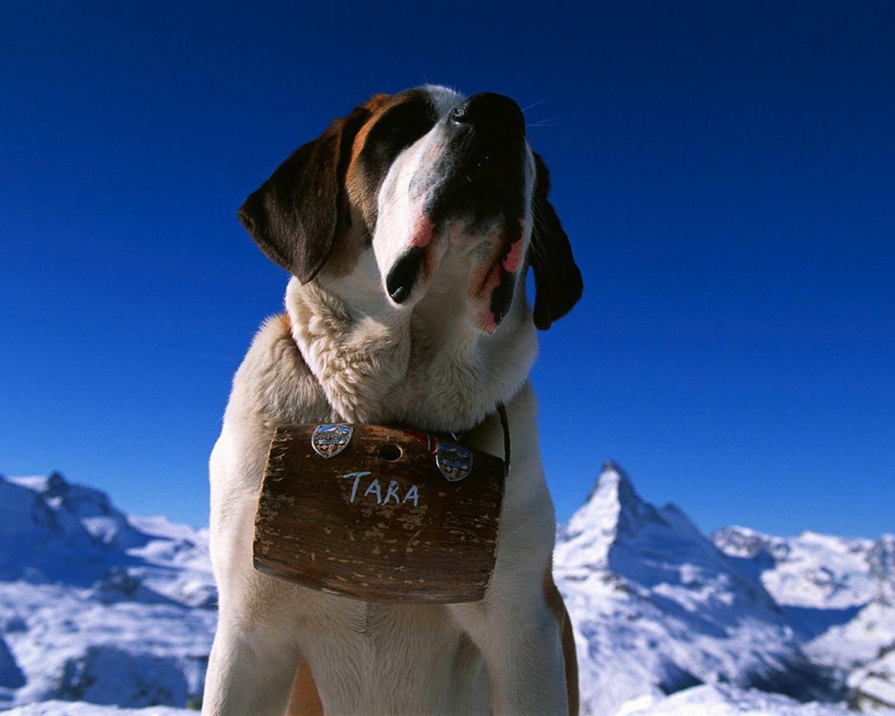 Собака горный спасатель