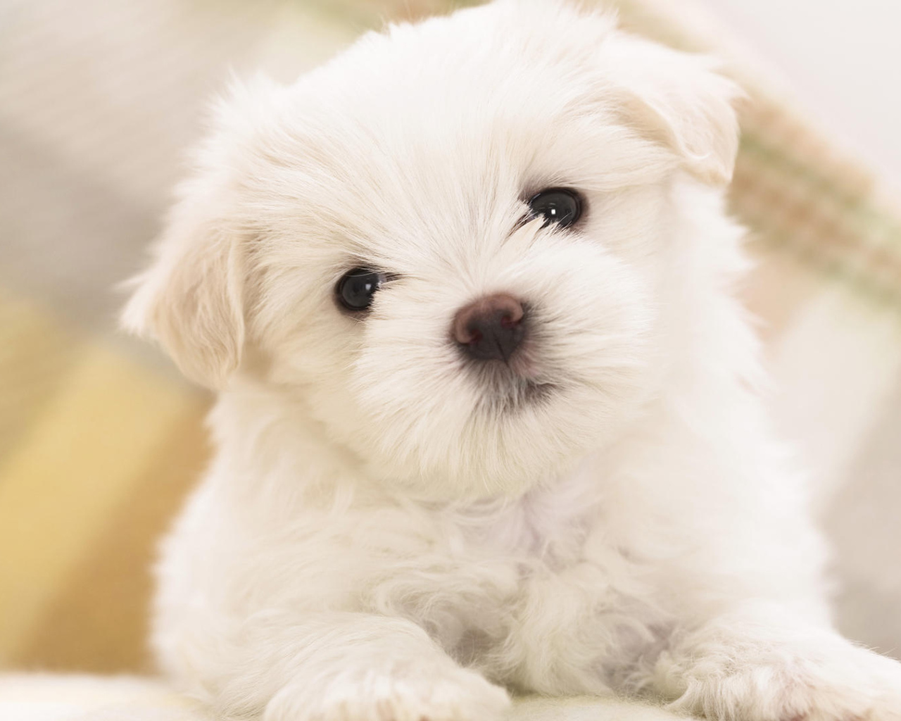 Белый щенок