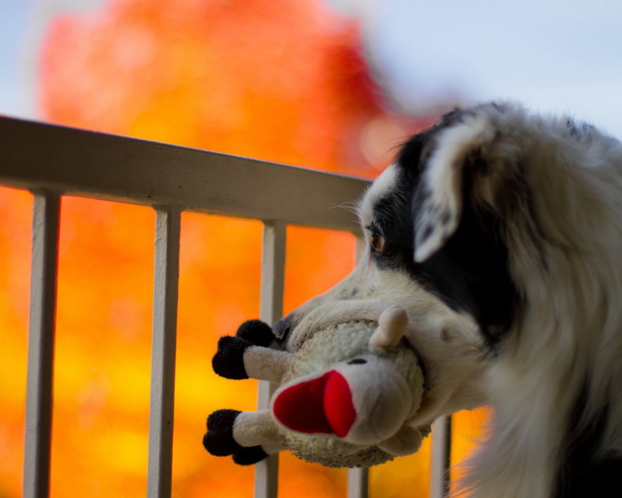 Собака с любимой игрушкой