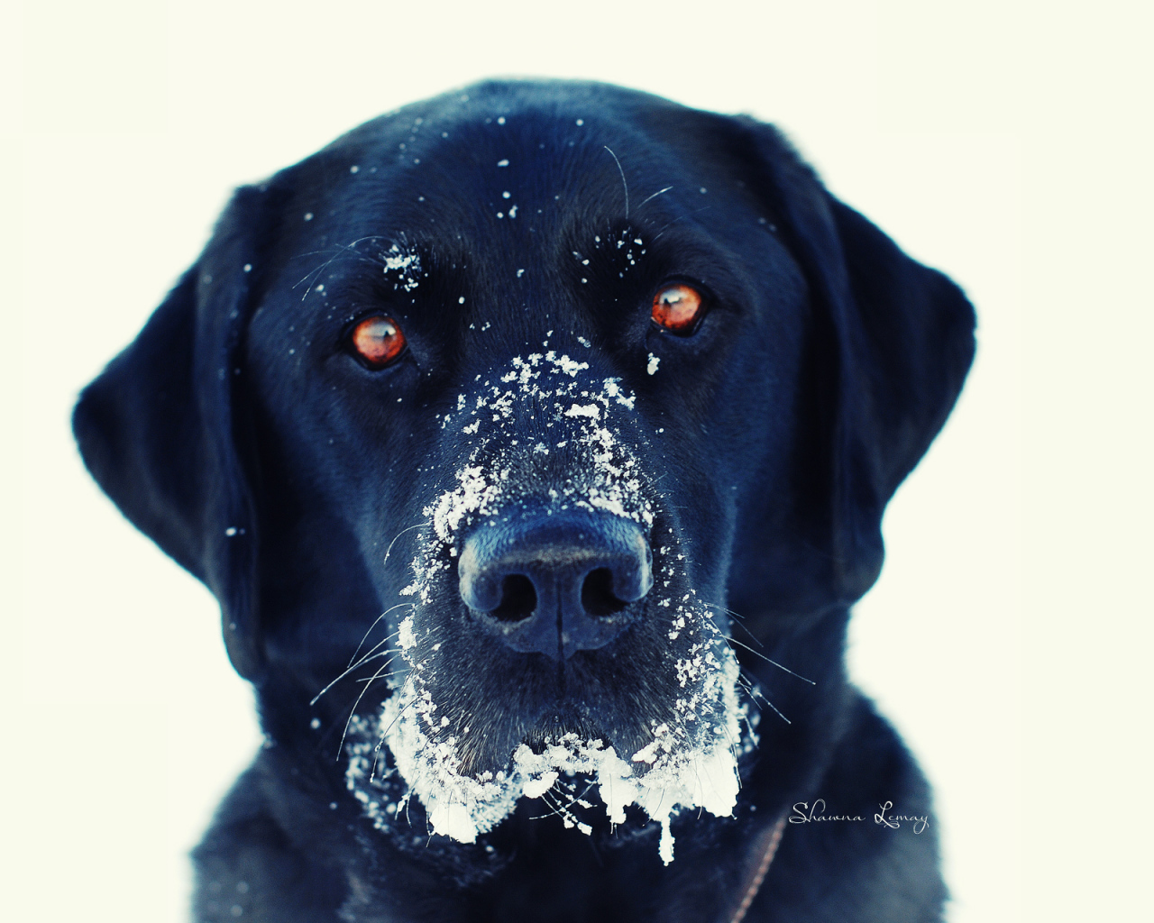 Черная собака в снегу