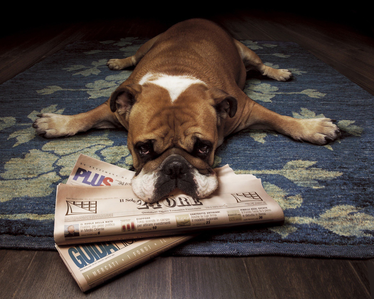 Бульдог начитался газет