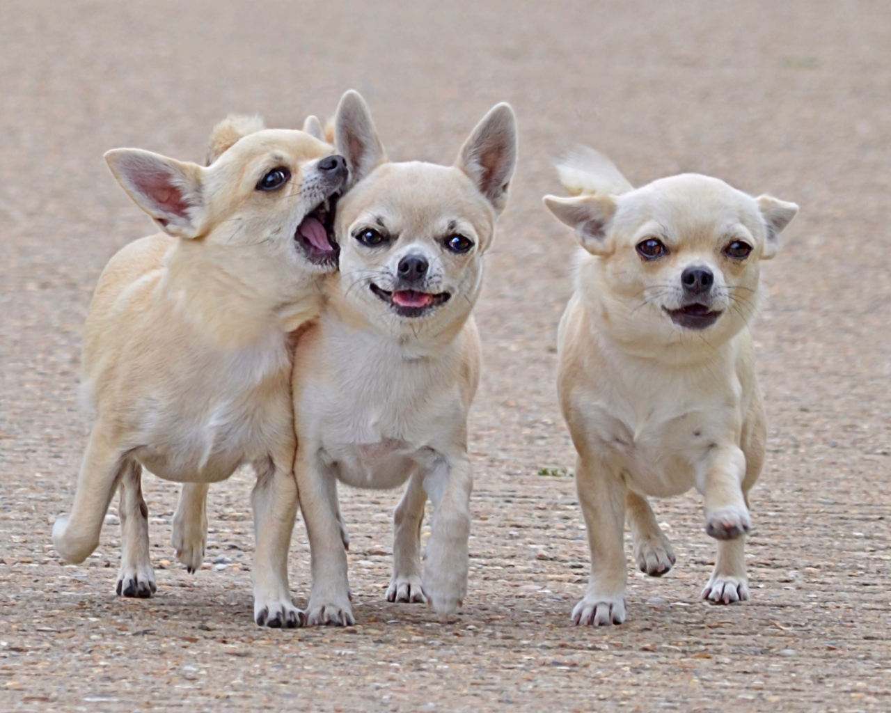 Чихуахуа на прогулке
