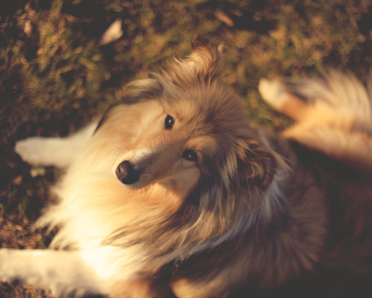 Колли сидит на земле