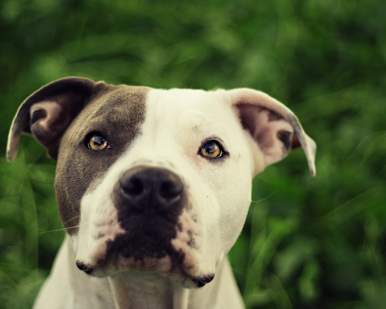 Преданный взгляд друга