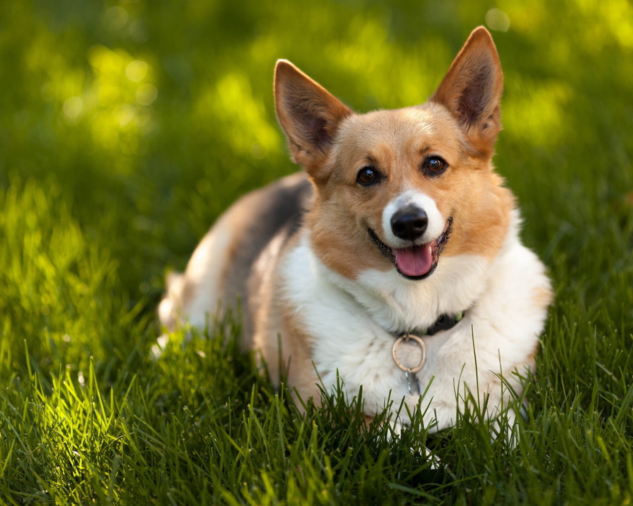 Преданный взгляд на хозяина