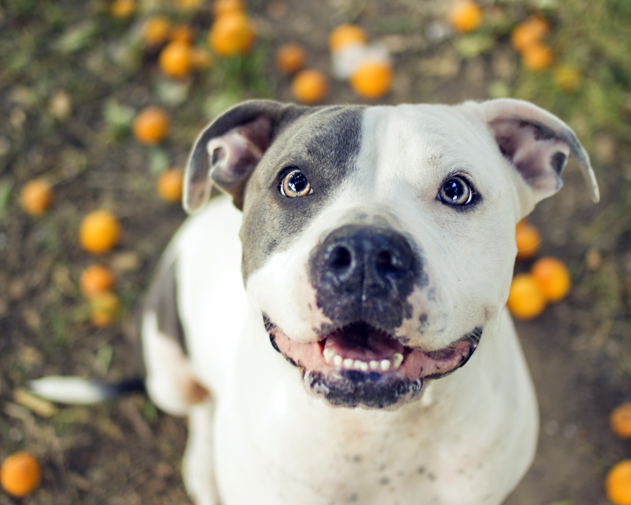 Преданный взгляд питбуля