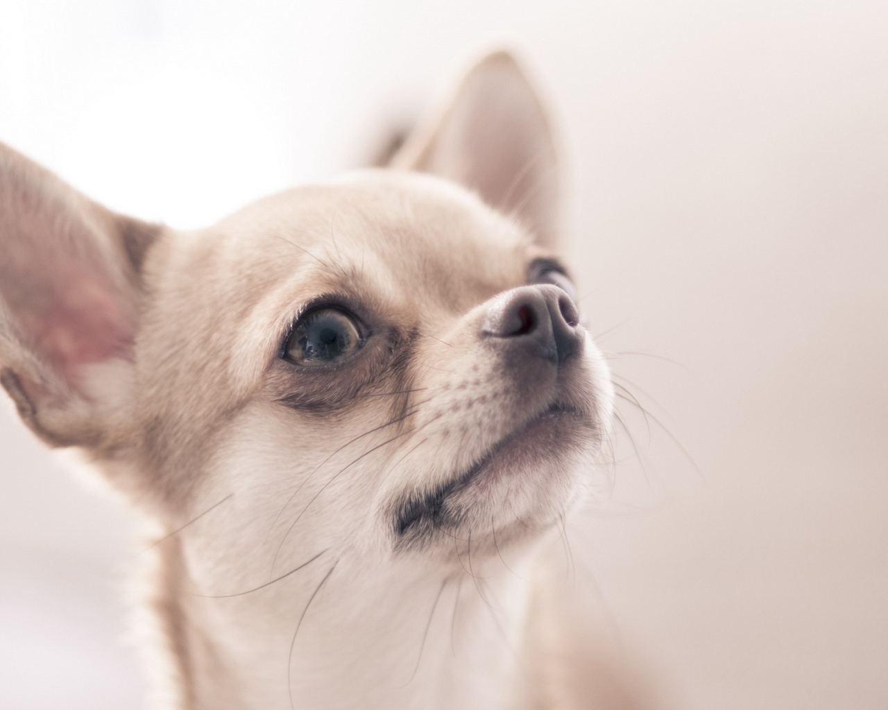 Собака Чихуахуа