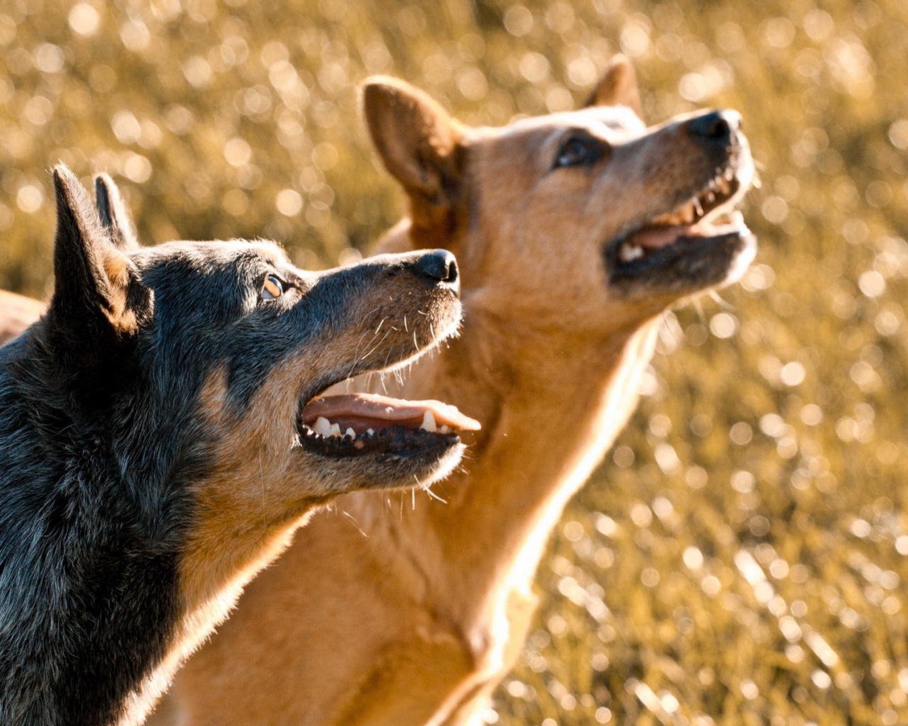 Собачий дуэт