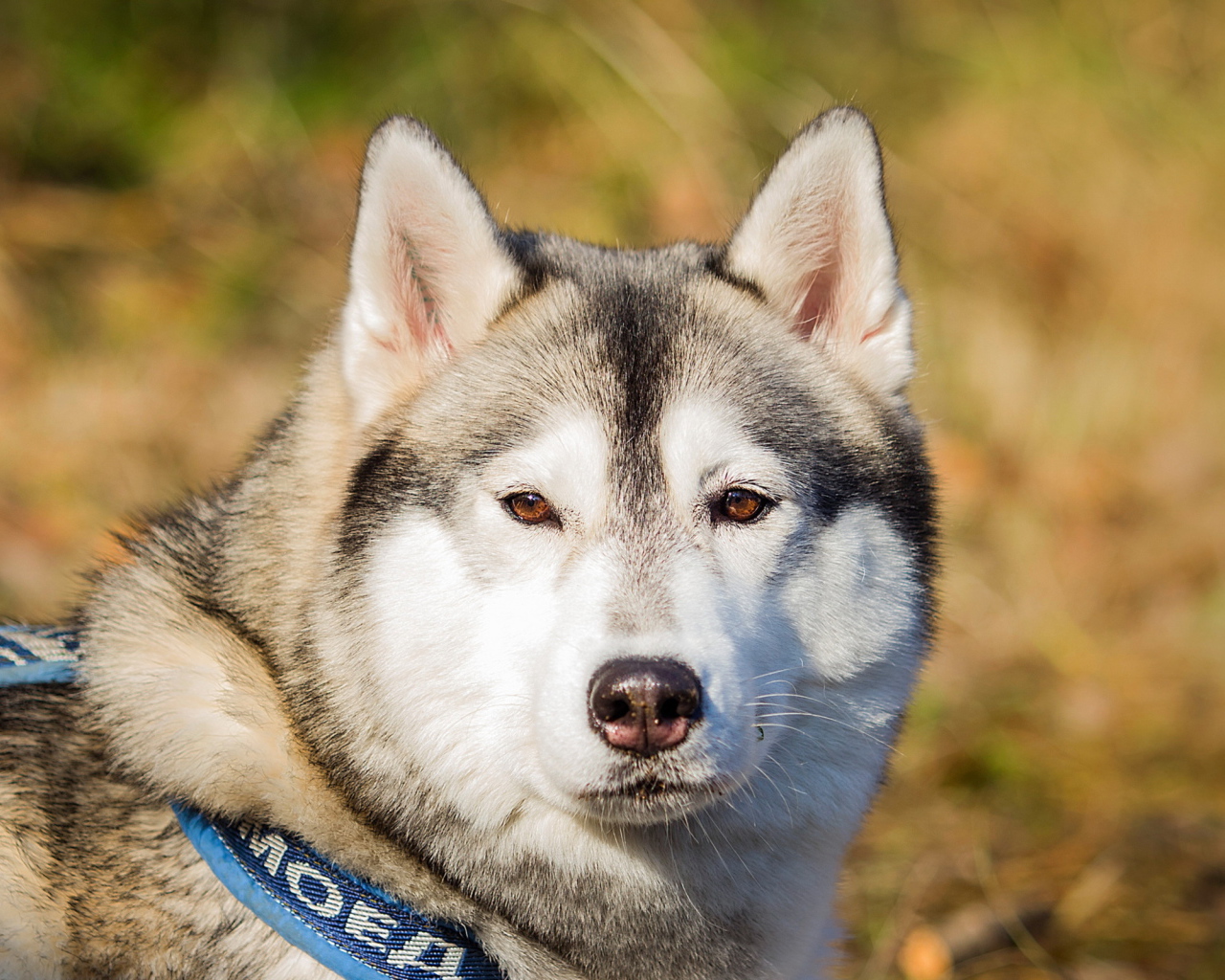 Собака маламут