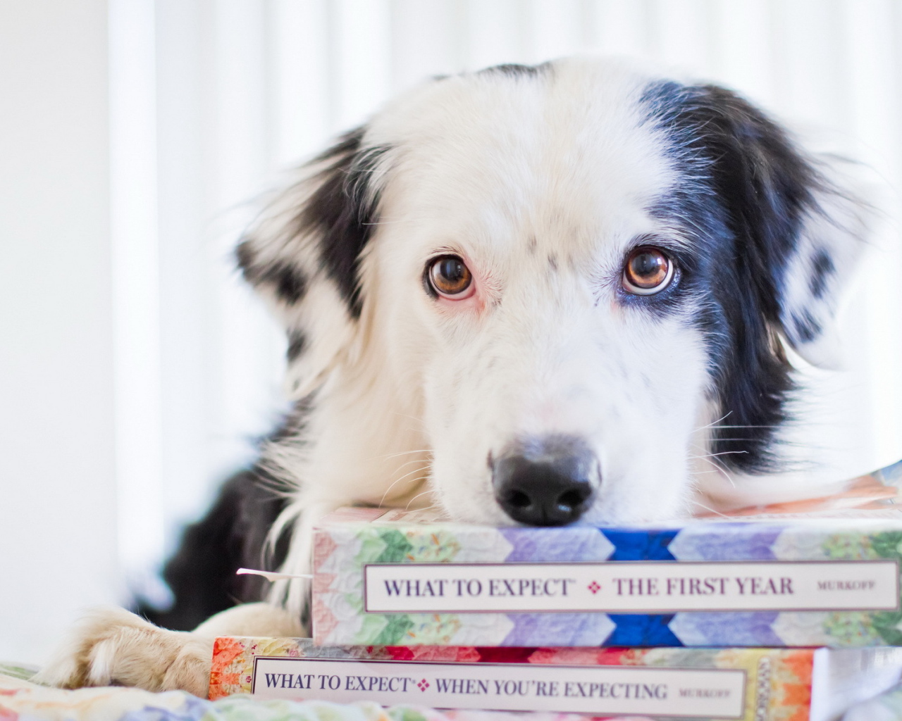 Собака с книгами