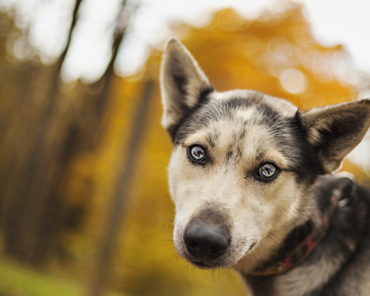 Собака с ошейником