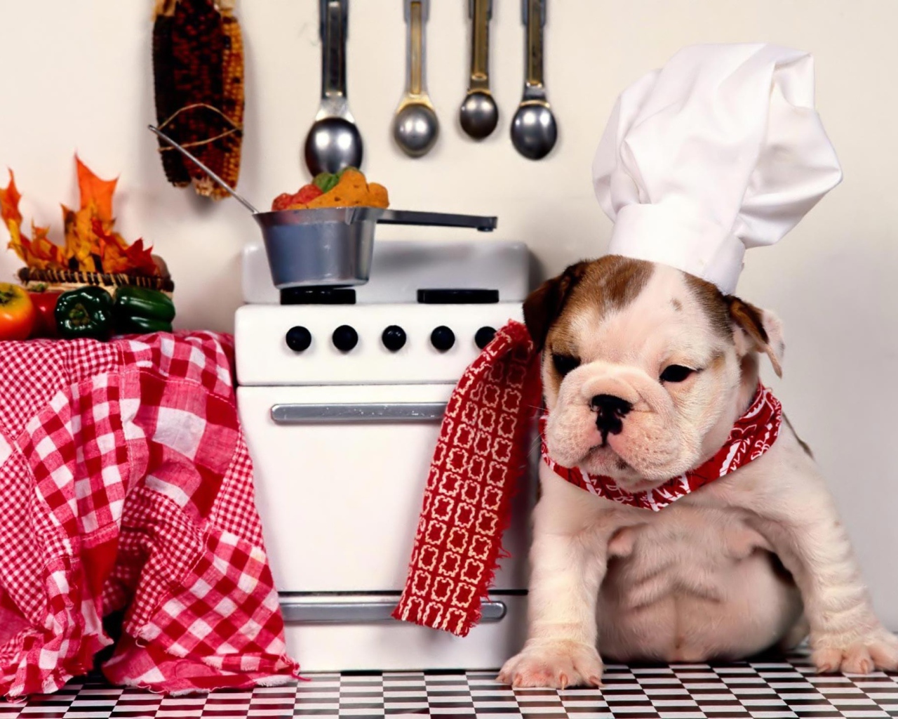 Собака повар