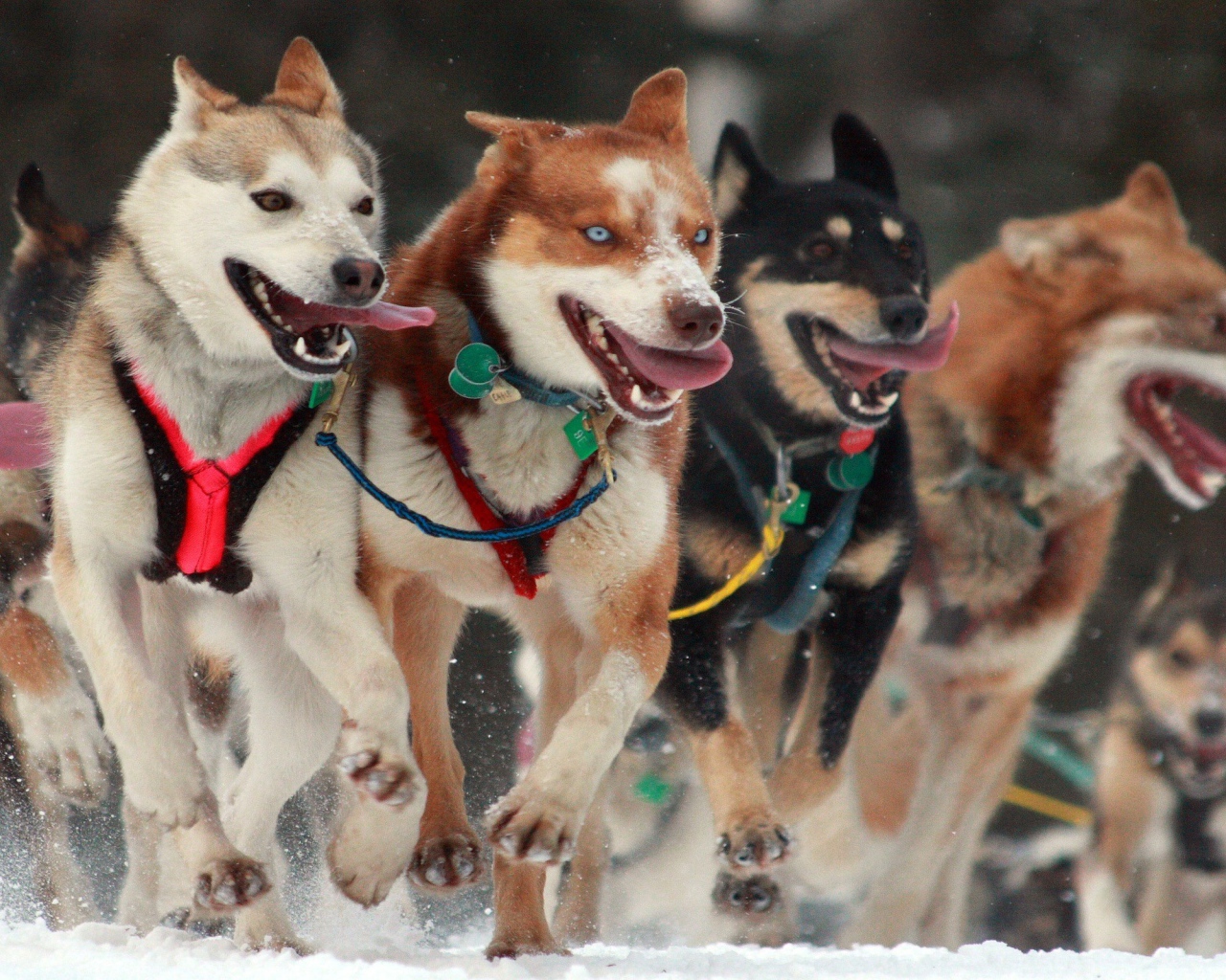 Собаки в упряжке
