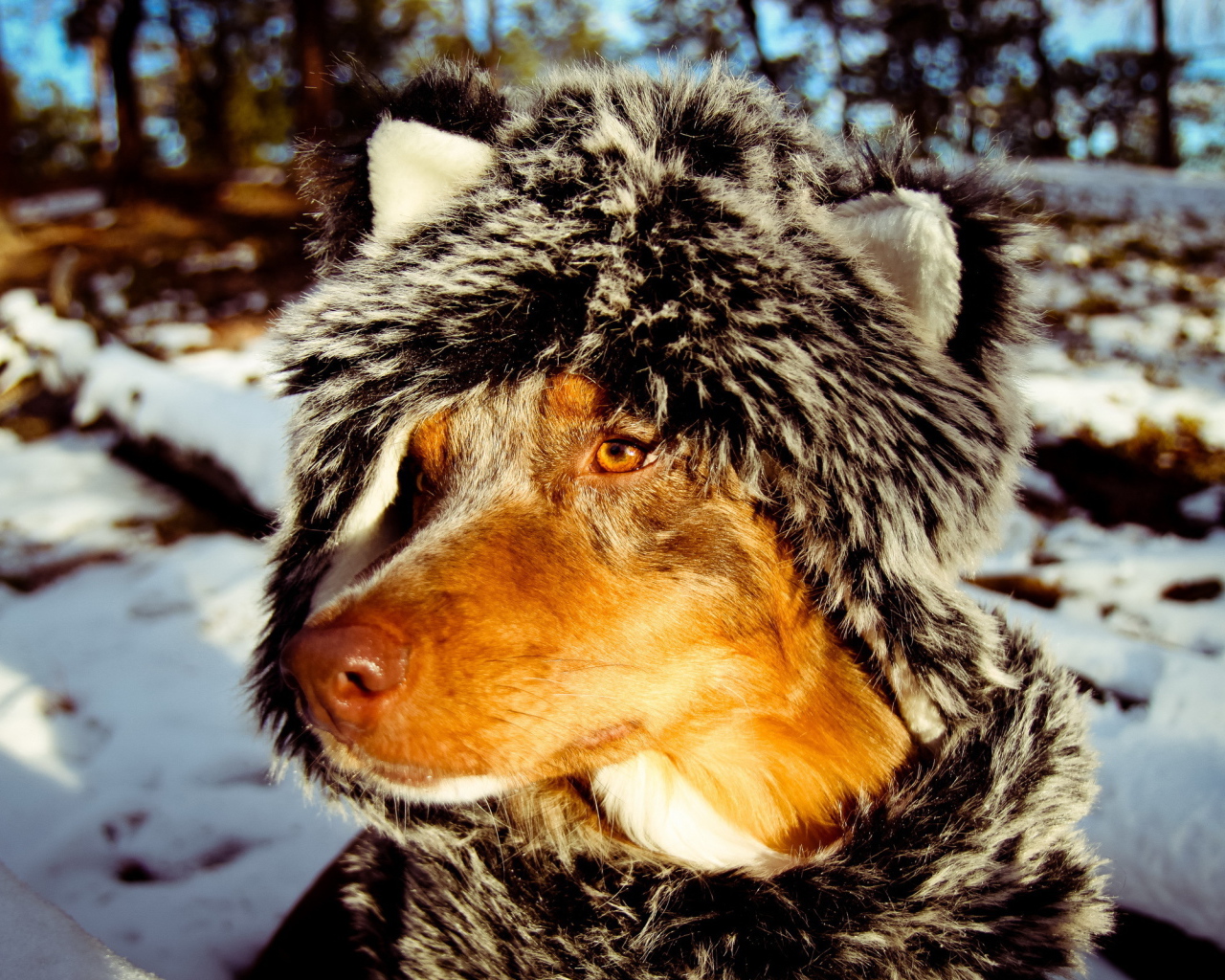 Собака в зимней одежде