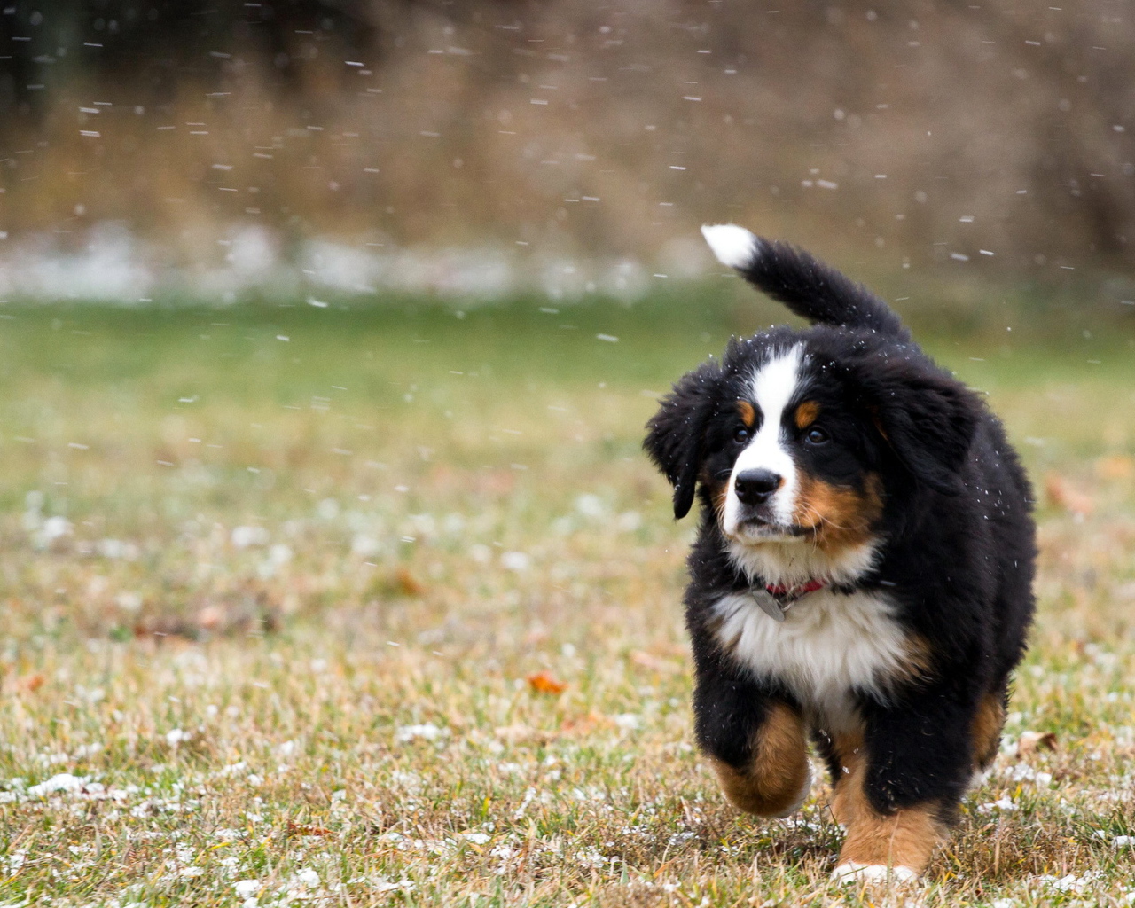 Собака на снежном поле