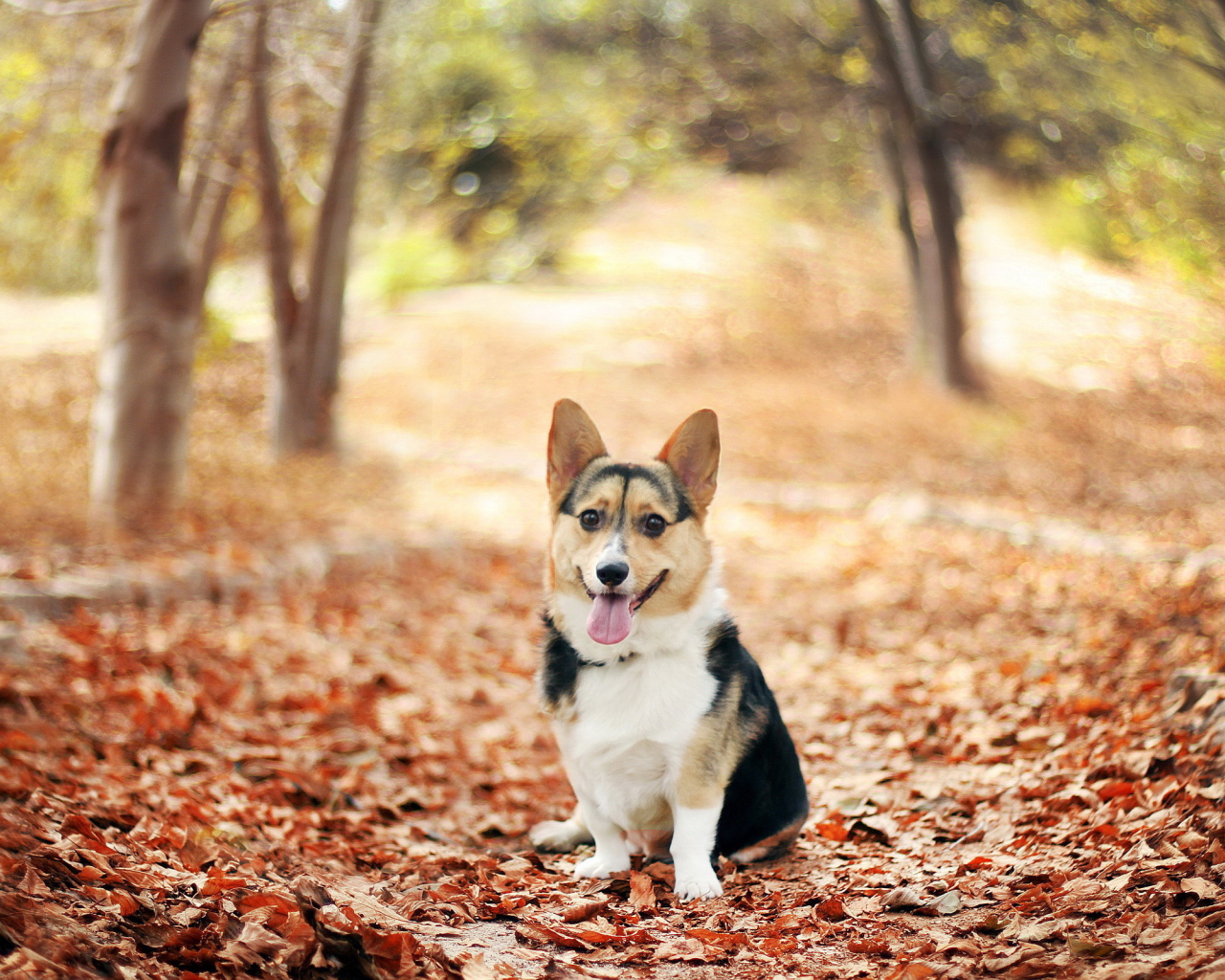 Собака на осенних листьях