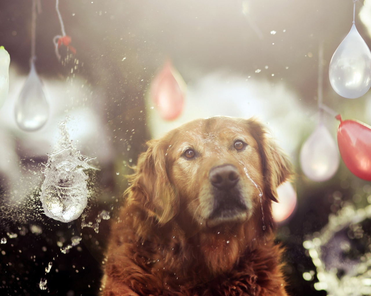 Собака на празднике