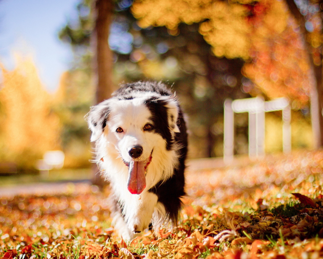 Собака бежит высунув язык