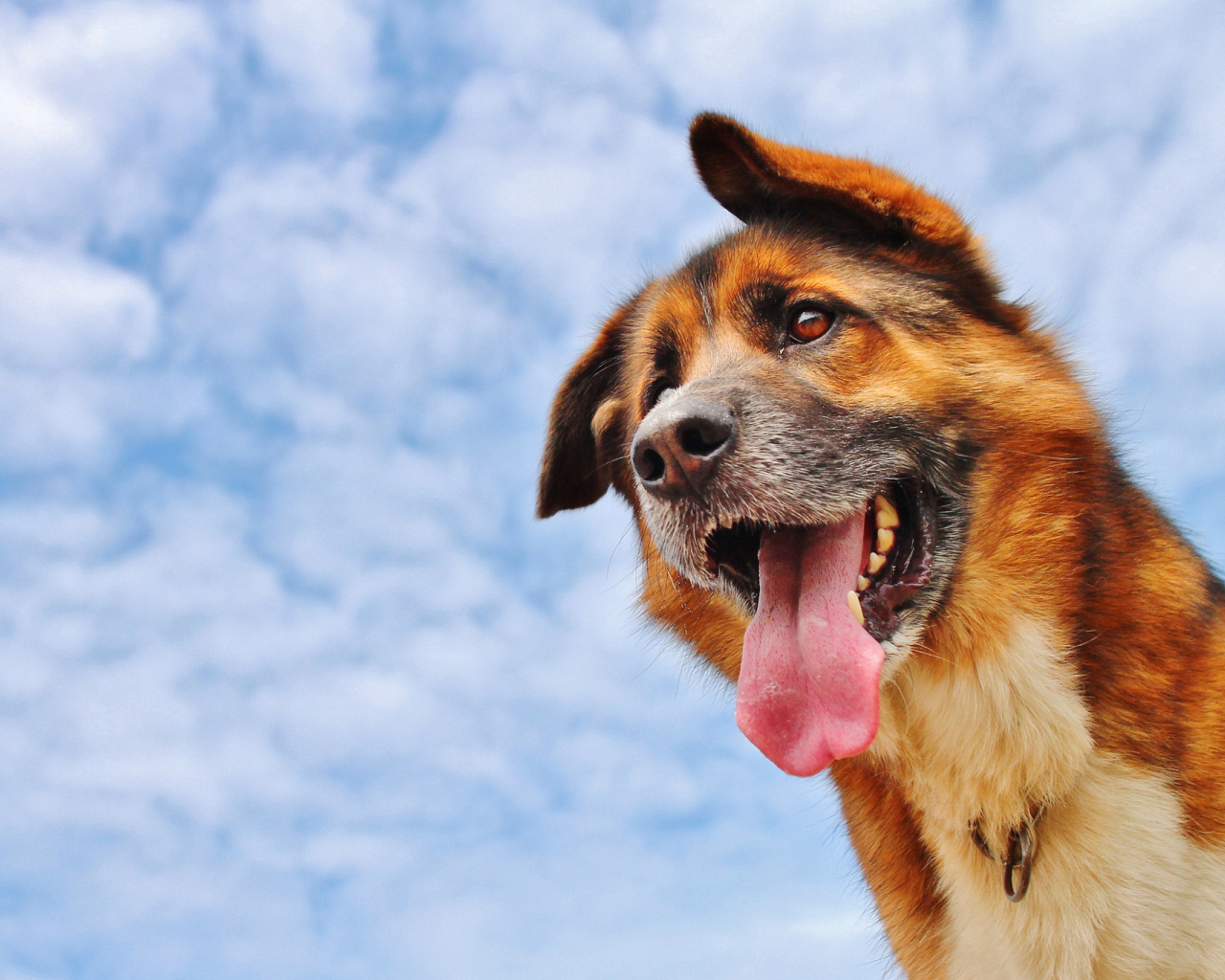 Собака высунула язык