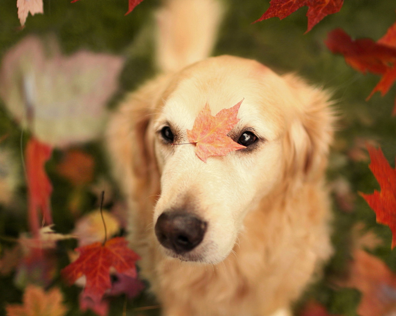 Собака с осенними листьями