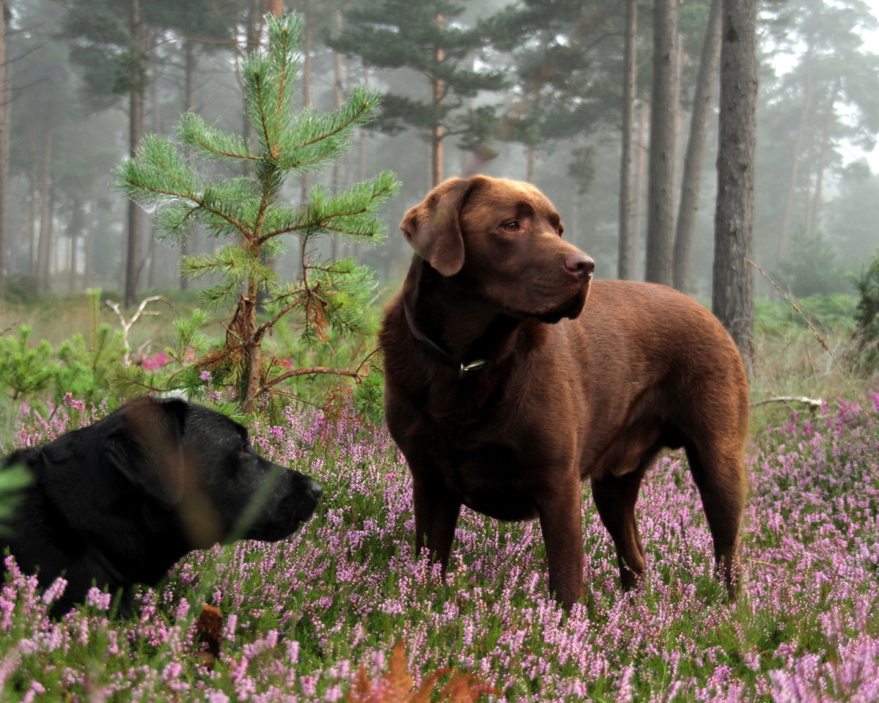 Собаки в лесу