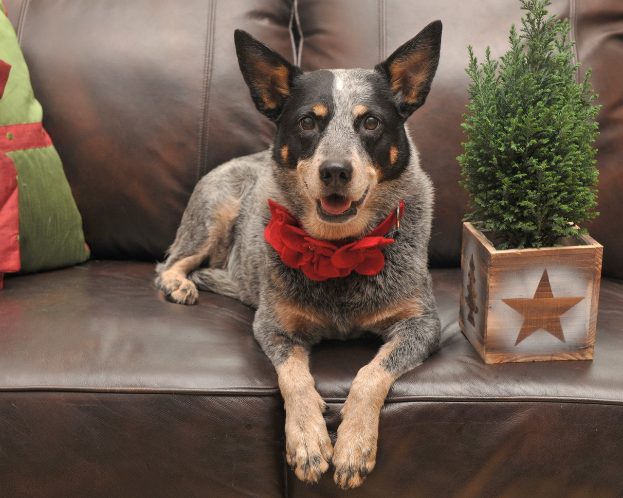 Праздничная собака с бантом