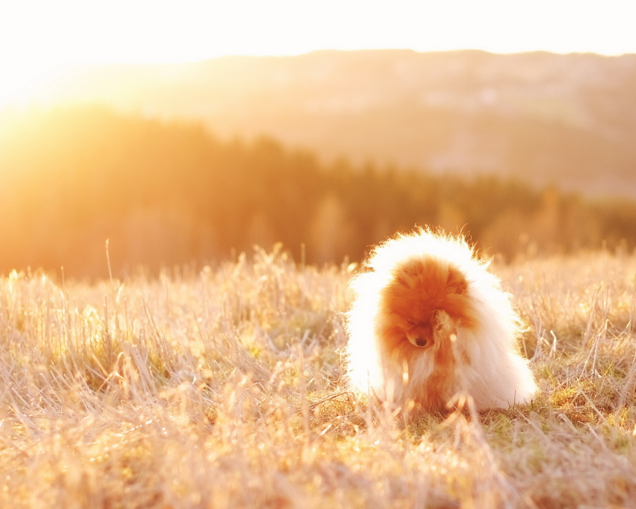 Пушистая собака