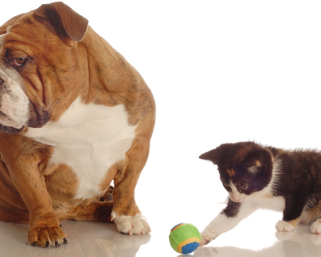 Котенок и собака