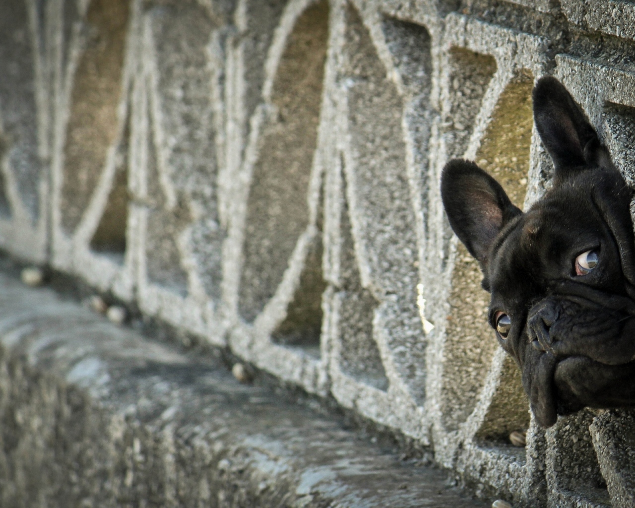 Морда французского бульдога