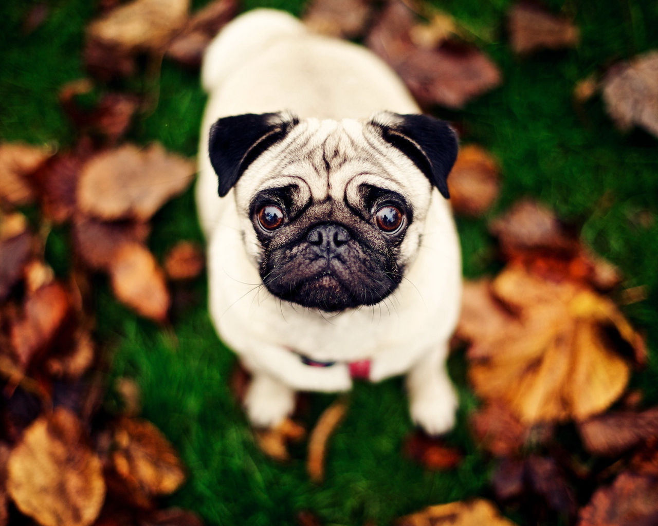 Мопс с круглыми глазами