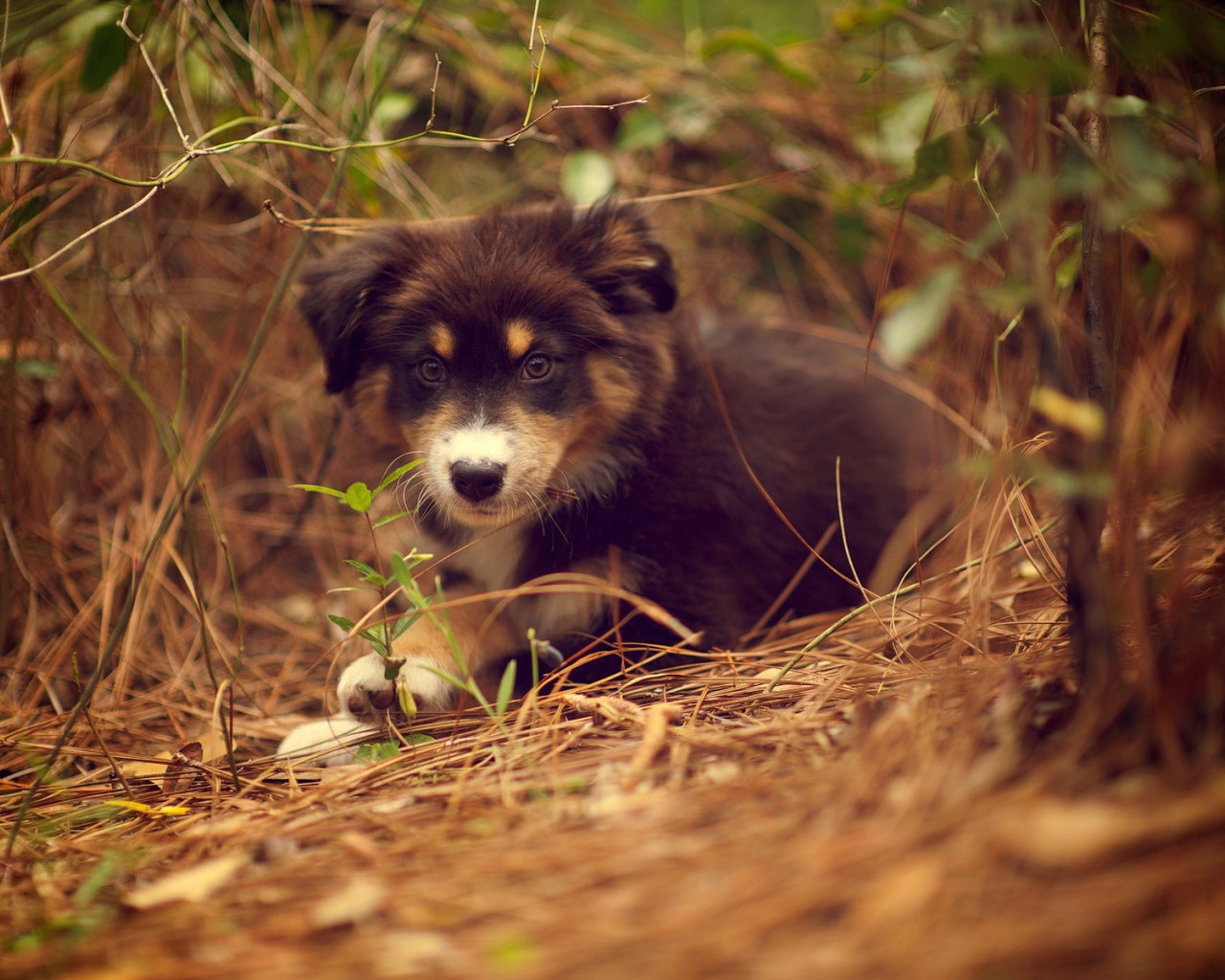 Щенок австралийского шефердса