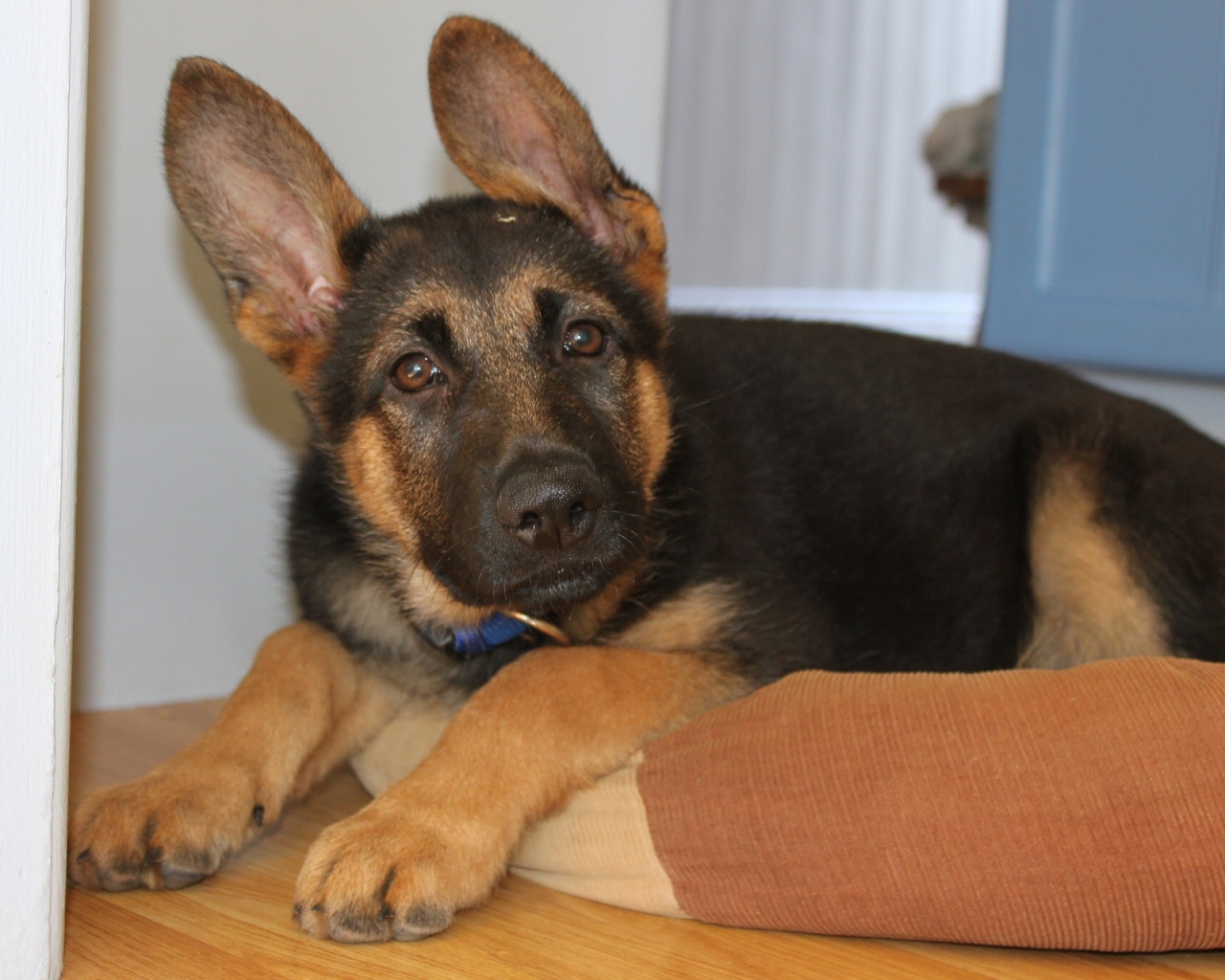 Щенок Немецкой овчарки