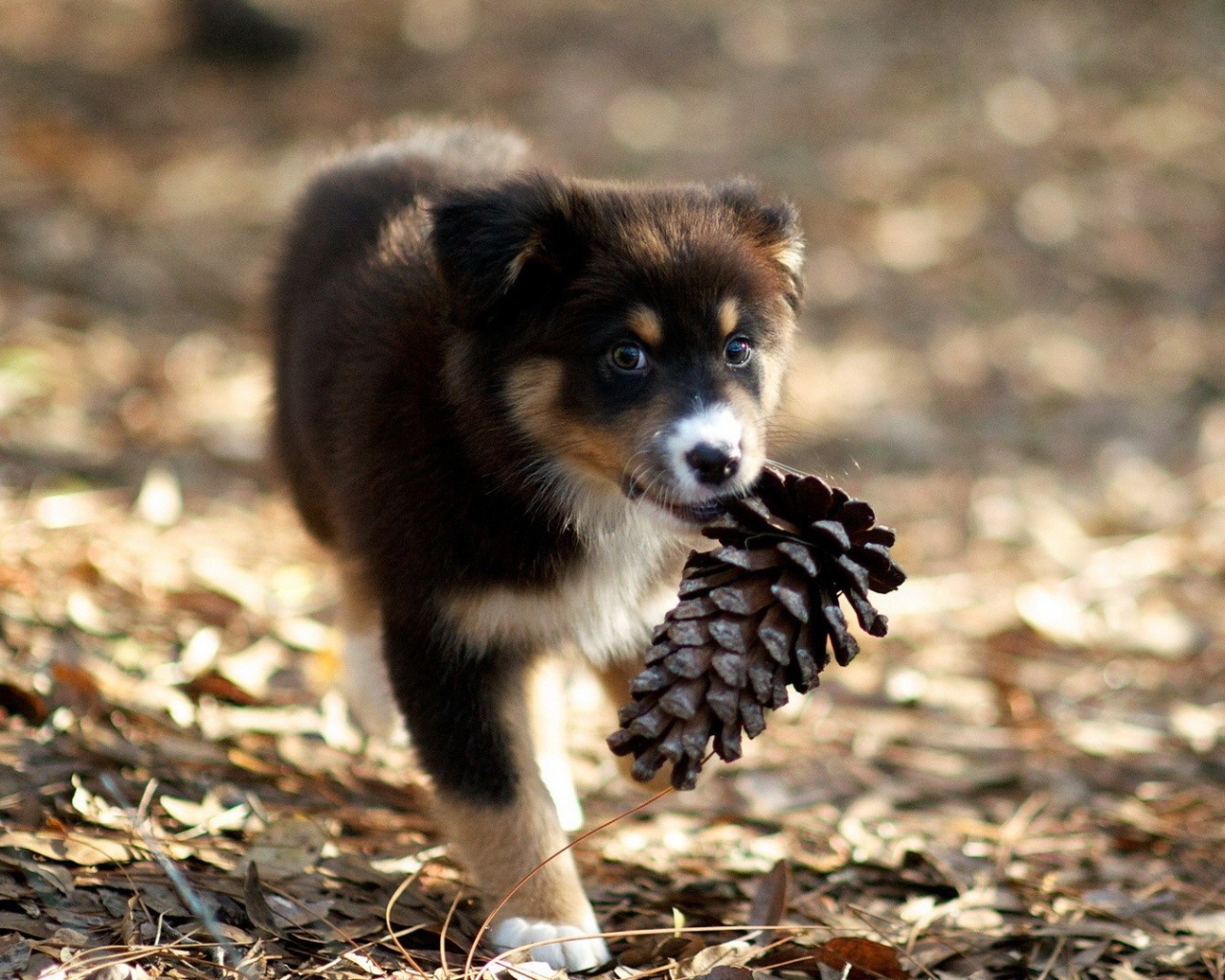 Щенок несет шишку